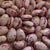 Drying Bean Seeds - Six Nations Iroquois - Sow True Seed