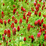 Cover Crop - Crimson Clover - Sow True Seed