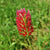 Cover Crop - Crimson Clover - Sow True Seed