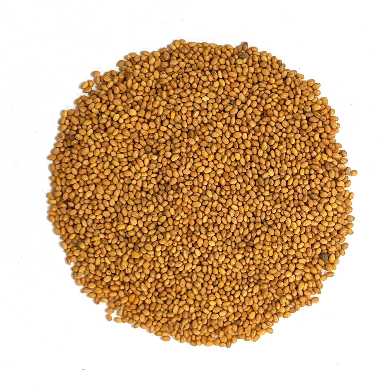 Cover Crop - Crimson Clover - Sow True Seed