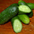 Pickling Cucumber Seeds - Bushy - Sow True Seed