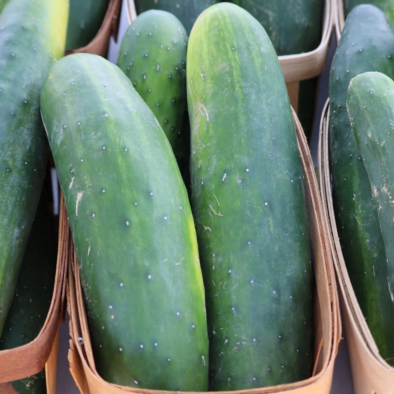 Slicing Cucumber Seeds - Muncher, ORGANIC - Sow True Seed