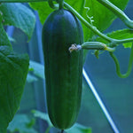 Slicing Cucumber Seeds - Muncher, ORGANIC - Sow True Seed