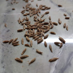 Cumin Seed - Sow True Seed