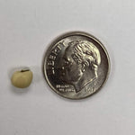 Southern Pea Seeds - White Rice - Sow True Seed