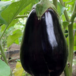 Eggplant Seeds - Black Beauty, ORGANIC - Sow True Seed