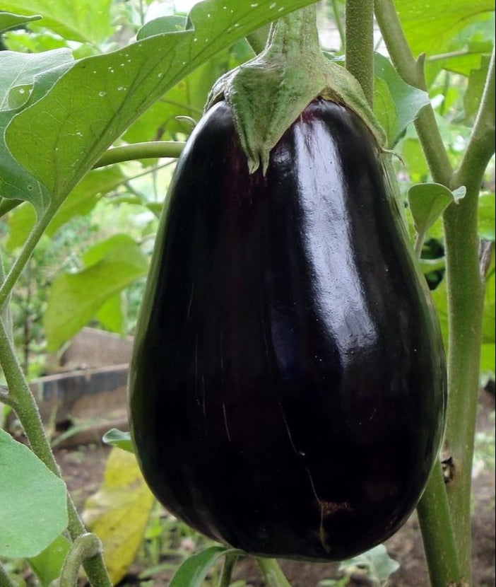 Eggplant Seeds - Black Beauty, ORGANIC - Sow True Seed