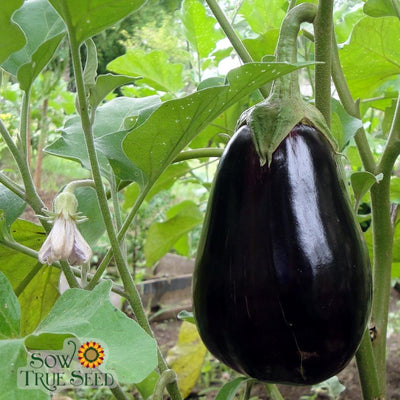 Eggplant Seeds - Black Beauty
