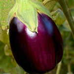 Eggplant Seeds - Black Beauty, ORGANIC - Sow True Seed