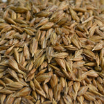 Wheat Seeds - Lucille Emmer, ORGANIC - Sow True Seed