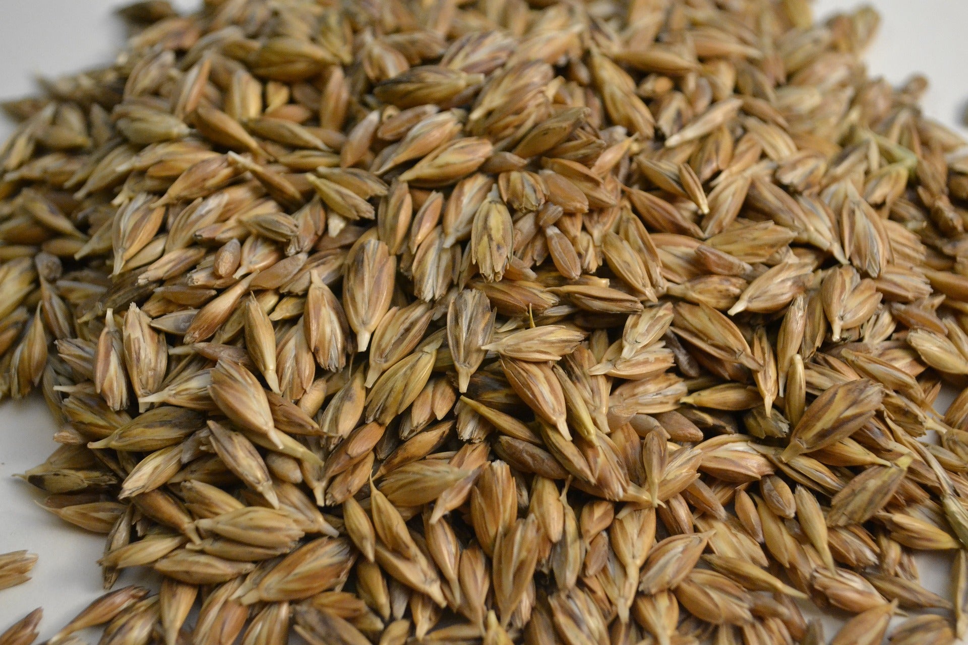 Wheat Seeds - Lucille Emmer, ORGANIC - Sow True Seed