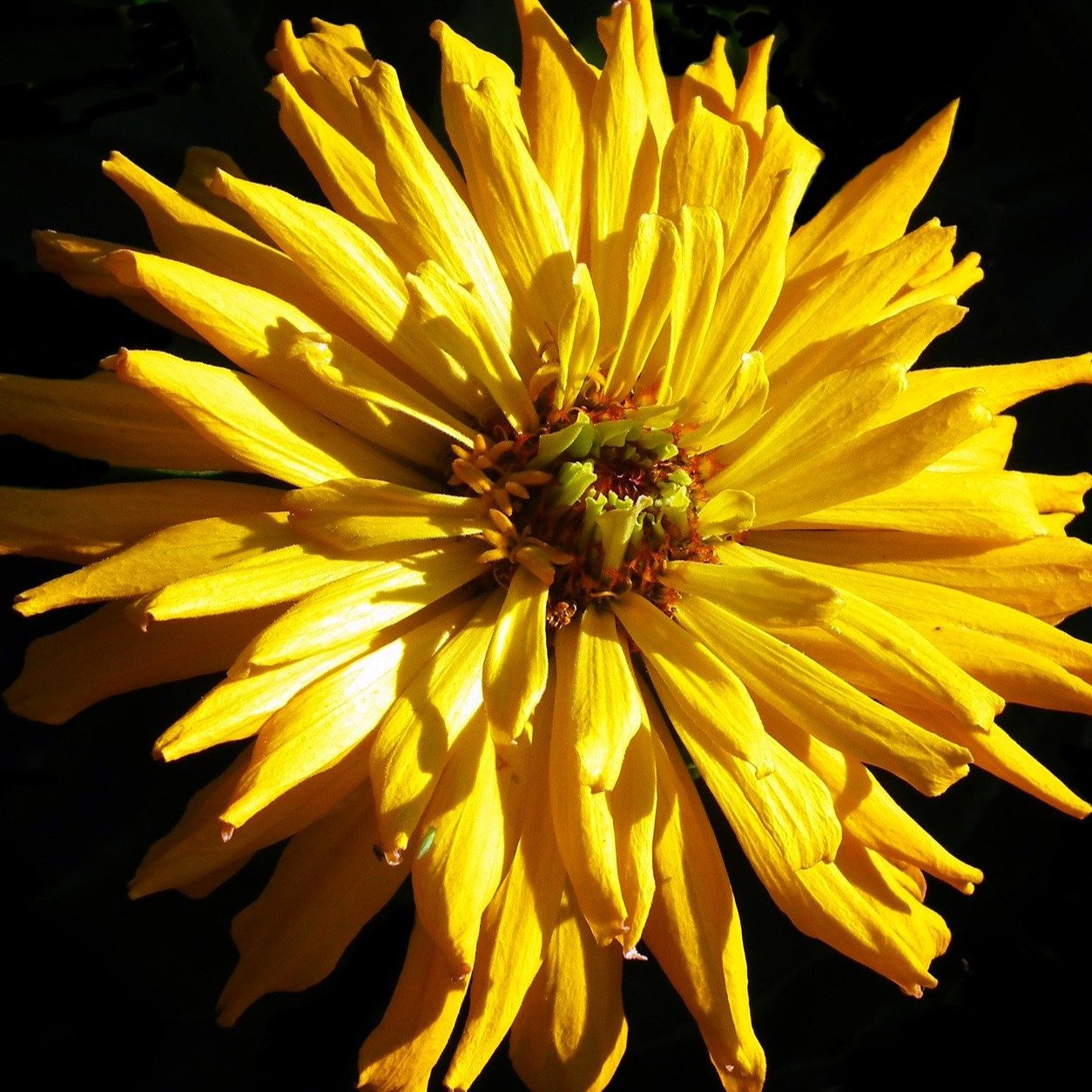 Zinnia Seeds - Cactus-Flowered Mix - Sow True Seed