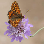 Scabiosa Seeds - Pincushion Imperial Mix - Sow True Seed