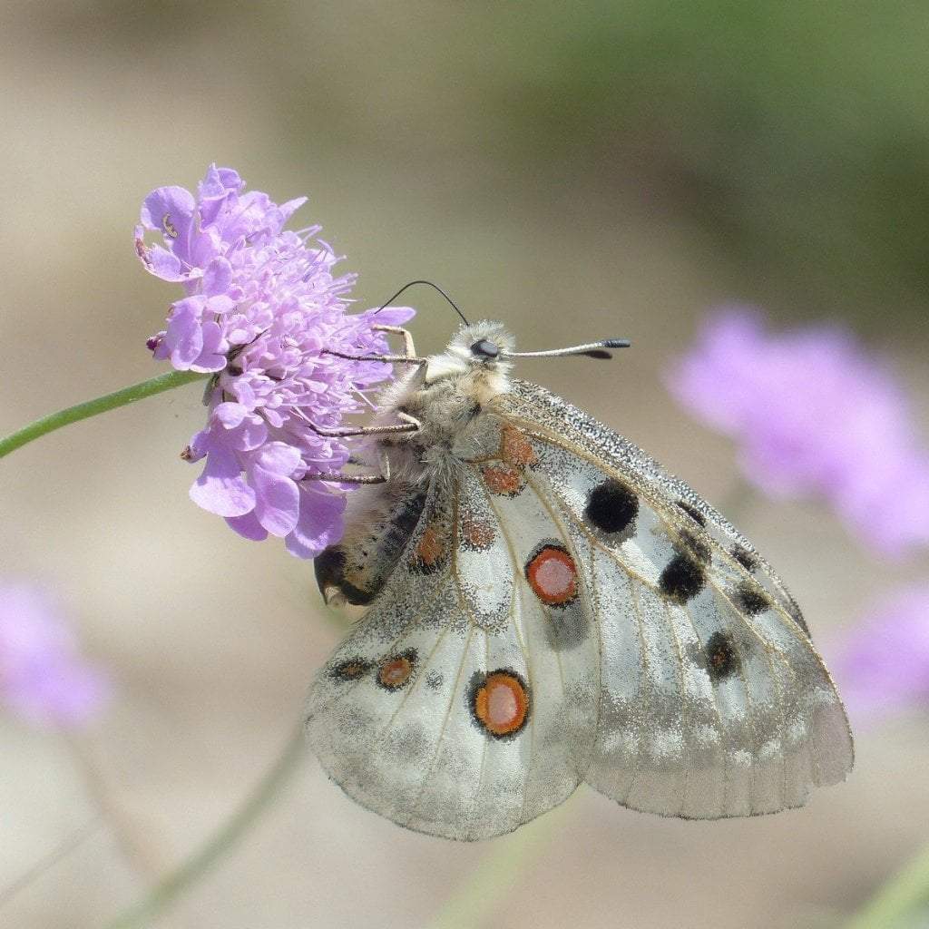 Scabiosa Seeds - Pincushion Imperial Mix - Sow True Seed