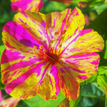 Four O'Clocks Seeds - Broken Colors - Sow True Seed