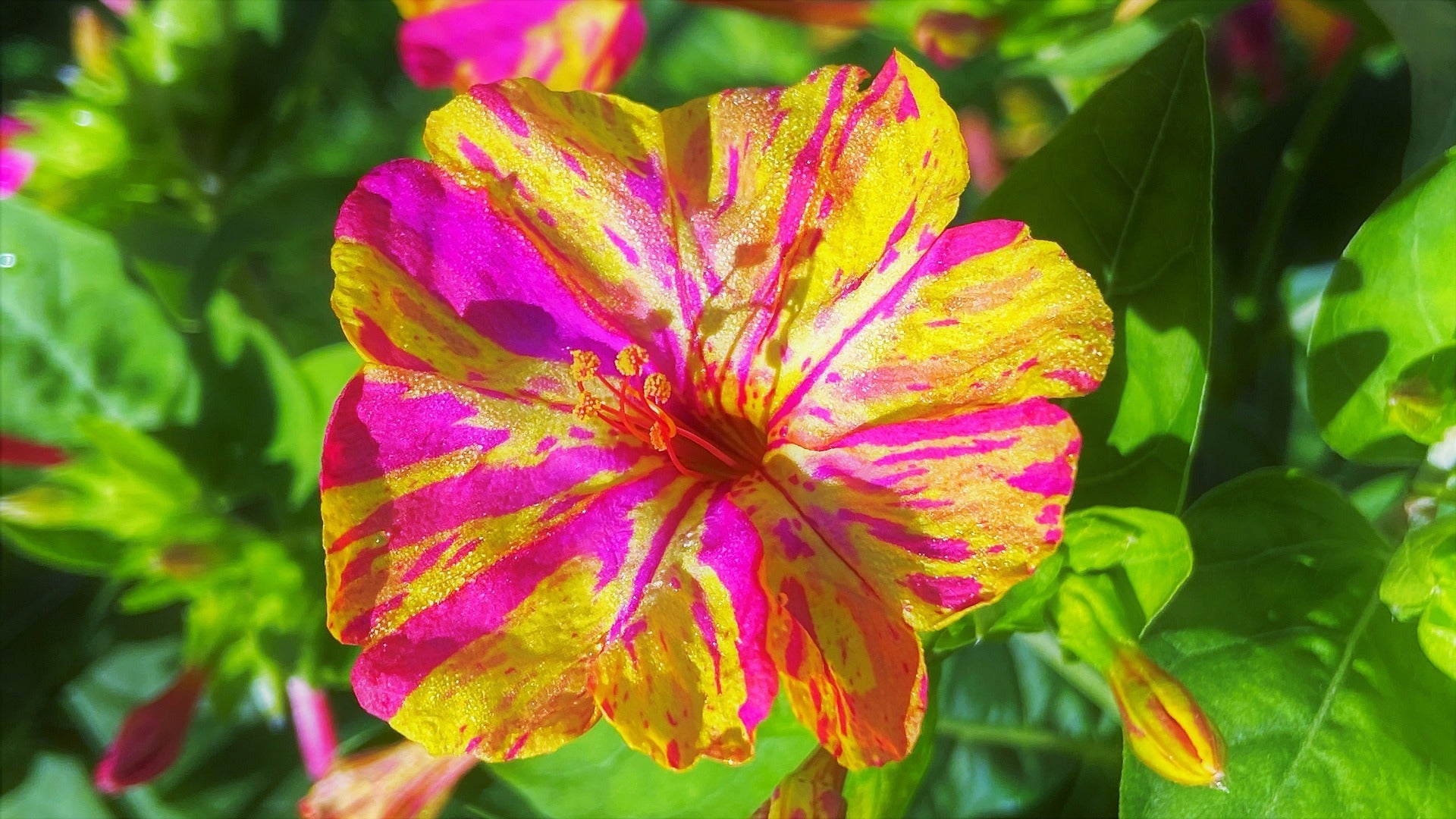 Four O'Clocks Seeds - Broken Colors - Sow True Seed