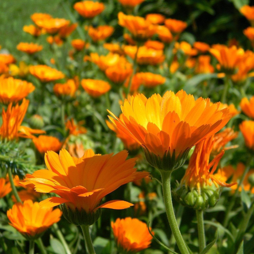 Calendula Seeds - Erfurter Orange - Sow True Seed
