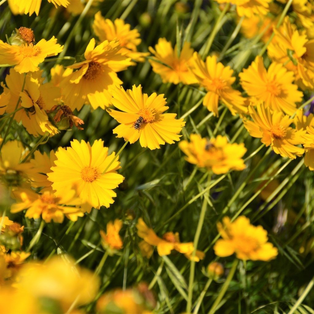 Coreopsis Seed - Lance Leaf - Sow True Seed