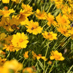 Coreopsis Seed - Lance Leaf - Sow True Seed