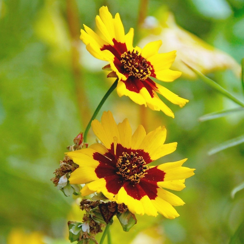 Coreopsis Seeds - Tall Plains - Sow True Seed