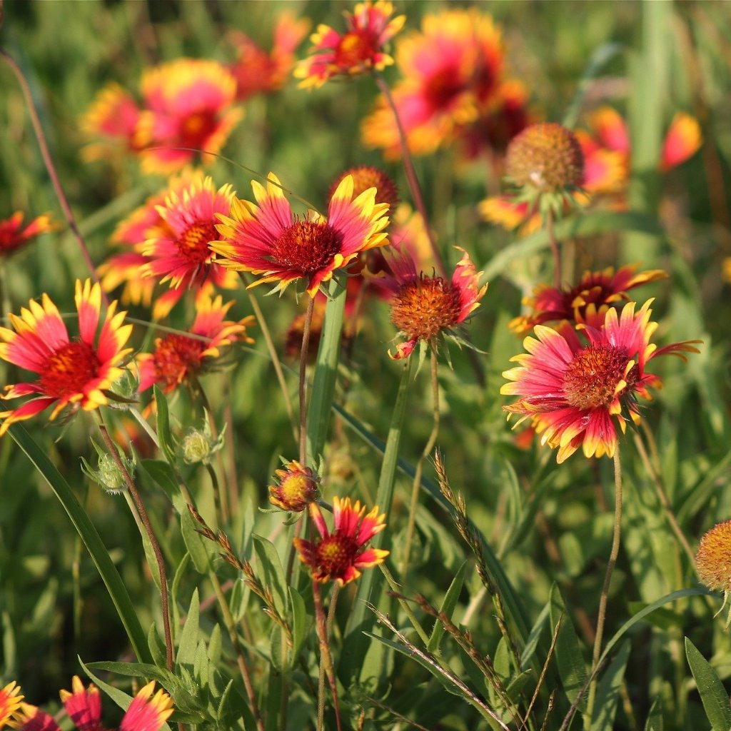 Gaillardia Seeds - Perennial - Sow True Seed