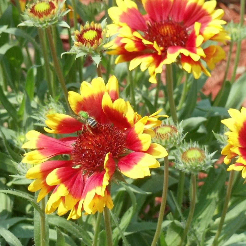 Gaillardia Seeds - Perennial - Sow True Seed