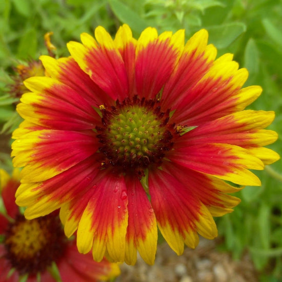 Gaillardia Seeds Perennial Sow True Seed