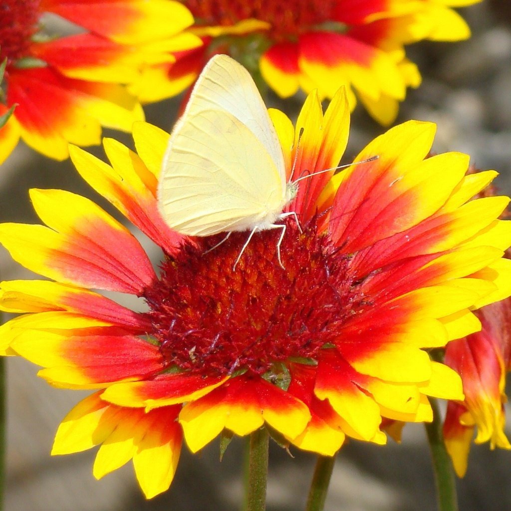 Gaillardia Seeds - Perennial - Sow True Seed