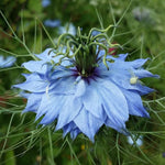 Nigella Seeds - Love in a Mist - Sow True Seed