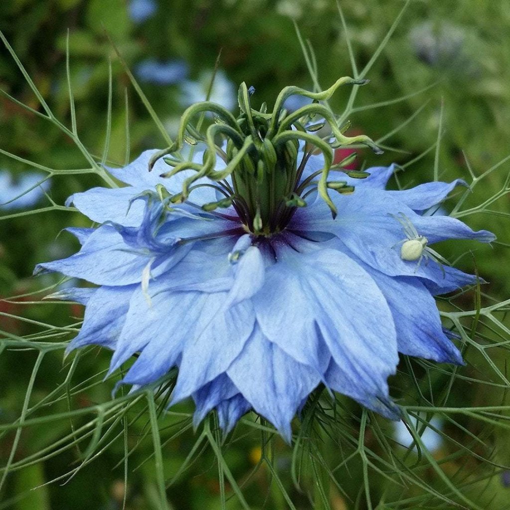 Nigella Seeds Love in a Mist Sow True Seed