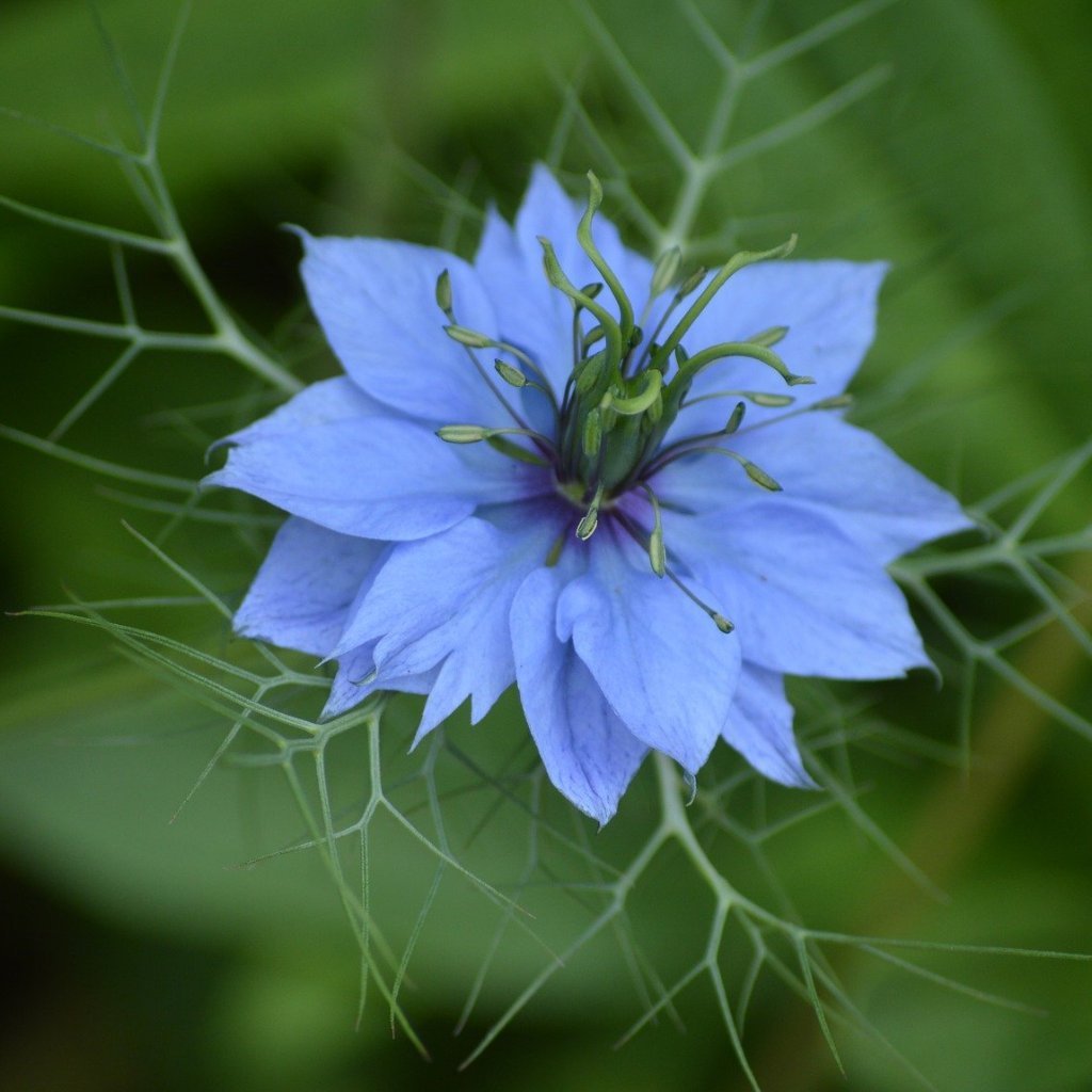 Nigella Seeds - Love in a Mist - Sow True Seed