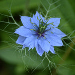 Nigella Seeds - Love in a Mist - Sow True Seed