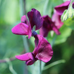 Sweet Pea Seed - Royal Family Mix - Sow True Seed