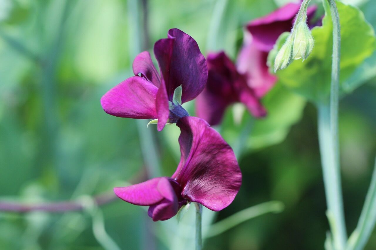 Sweet Pea Seed - Royal Family Mix - Sow True Seed