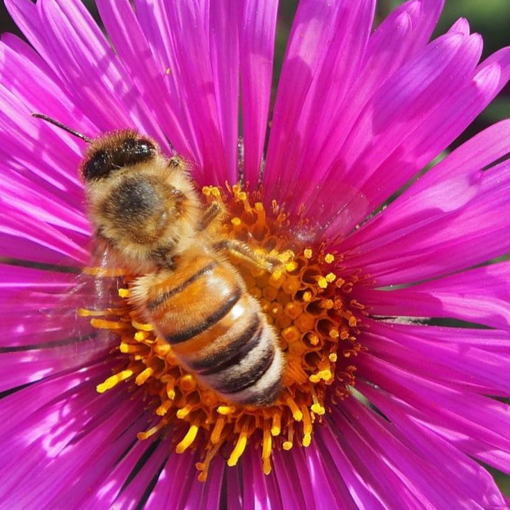 Aster Seeds - Single Rainbow - Sow True Seed