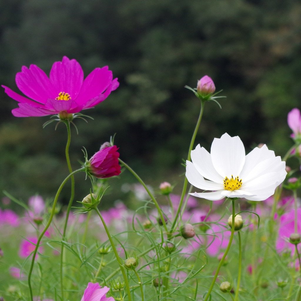 Cosmos Seeds - Sensation Mix - Sow True Seed