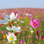 Cosmos Seeds - Sensation Mix - Sow True Seed