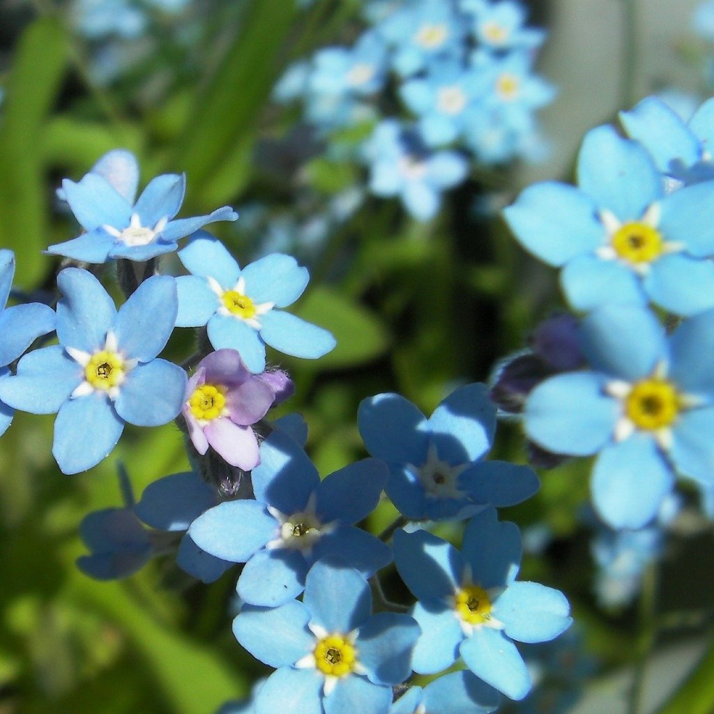 Flower Seeds - Forget-me-not - Sow True Seed