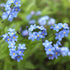 Forget-me-not Seeds