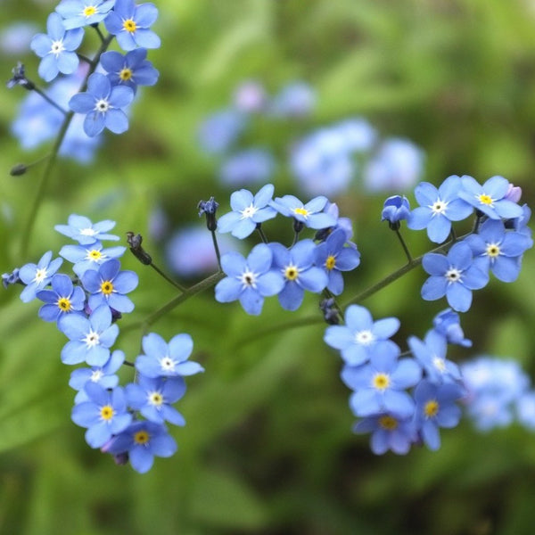forget me not seed to flower time Forget-Me-Not Flower Seeds | Sow True Seed