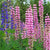 Lupine Seeds - Lupine Russell Mix - Sow True Seed