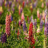 Lupine Seeds - Lupine Russell Mix