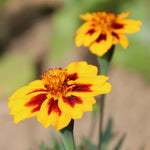Marigold Seeds - Naughty Marietta - Sow True Seed