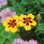 Marigold Seeds - Naughty Marietta - Sow True Seed
