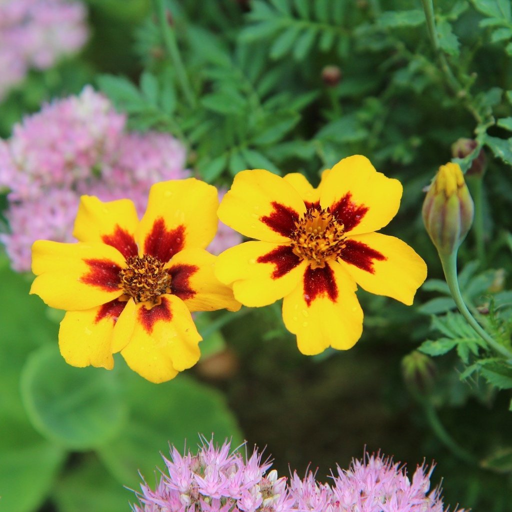 naughty marietta marigold seeds Naughty Marietta Marigold seeds | Sow True Seed