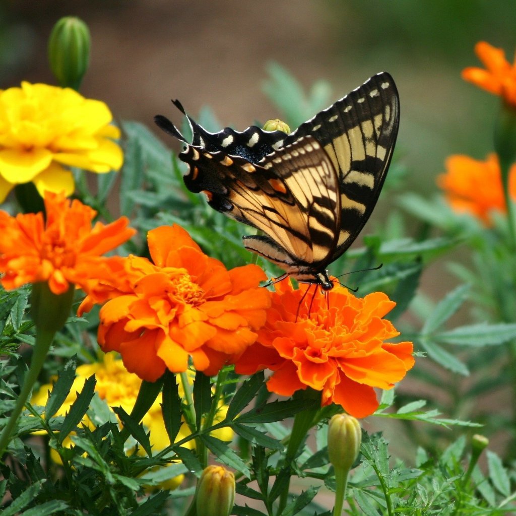 Marigold Seeds - Sparky Mix - Sow True Seed
