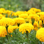 Marigold Seeds - Crackerjack - Sow True Seed