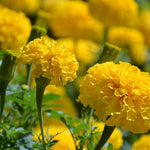 Marigold Seeds - Crackerjack - Sow True Seed