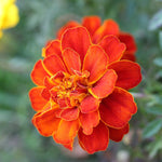 Marigold Seeds - Sparky Mix - Sow True Seed