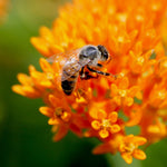 Milkweed Seeds - Butterfly - Sow True Seed